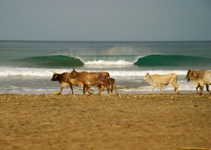 7 cow waves