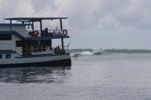 meluca-mentawai1