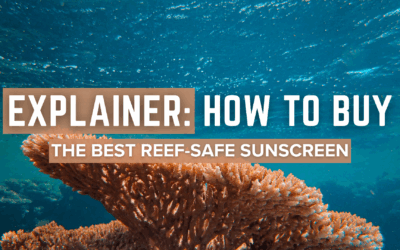 Explainer: How To Buy The Best Reef-Safe Sunscreen